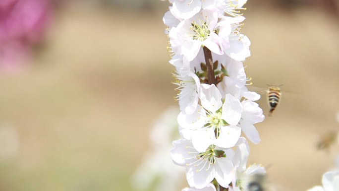 春天鲜花盛开蜜蜂飞舞采蜜