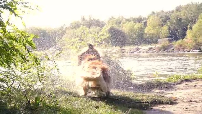 在河岸上摇晃威尔士柯基犬蓬松的狗