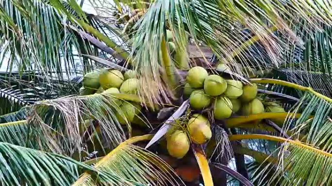 缩小椰子树下的视野。椰子树上的椰子生长在岛上，海上的风吹动着椰子树的叶子。