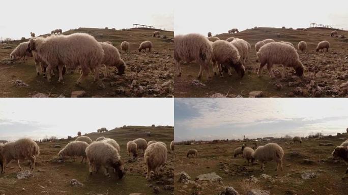垂耳的毛羊在土耳其东部与叙利亚接壤的一座小山上吃草
