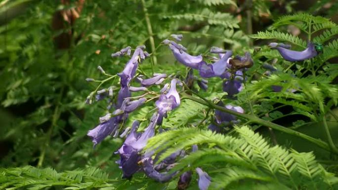 绿色大黄蜂采集花蜜 (高清)