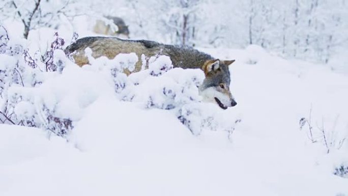 两只狼群在寒冷的冬季森林中行走