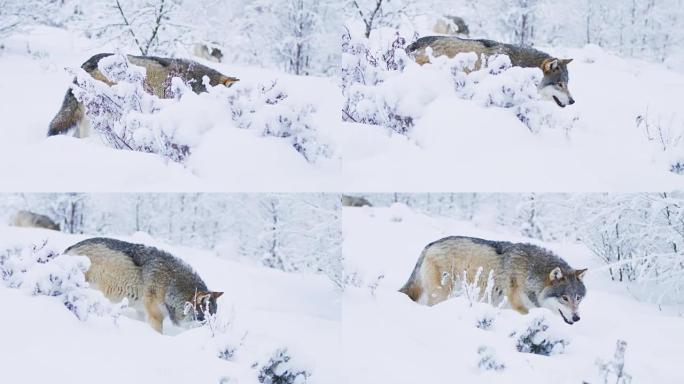 两只狼群在寒冷的冬季森林中行走