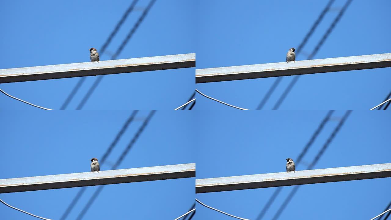 钢铁和蓝天上的普通尾鸟