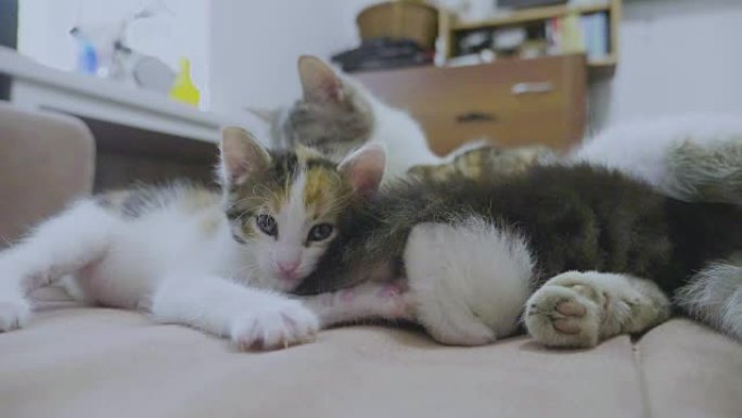 白色的两只小猫在睡觉时互相咬着尾巴。两只小猫播放了慢动作视频。生活方式小猫是玩概念