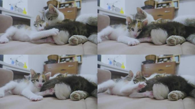 白色的两只小猫在睡觉时互相咬着尾巴。两只小猫播放了慢动作视频。生活方式小猫是玩概念
