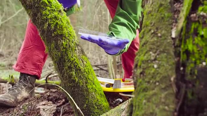 在森林中采集植物样本的科学家生态学家