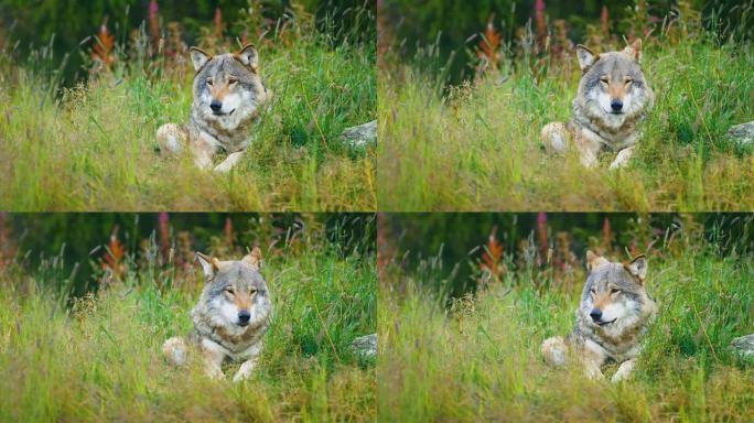 美丽的成年雄性灰狼在草地上休息