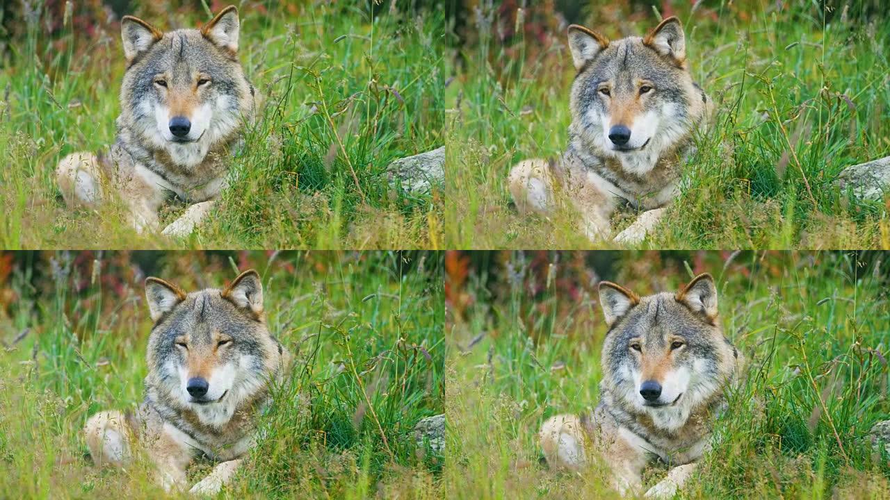 一只成年雄性灰狼的特写镜头在森林中休息