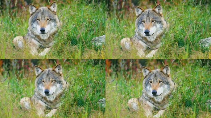 一只成年雄性灰狼的特写镜头在森林中休息