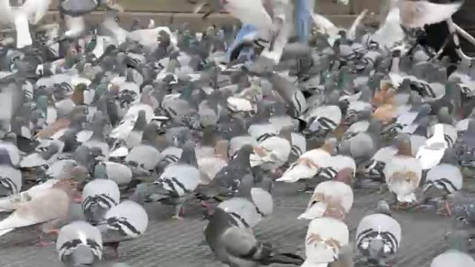 女人在街上喂鸽子。在城市街道上户外吃面包的鸟群