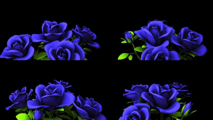 黑色文本空间上的蓝色玫瑰花束