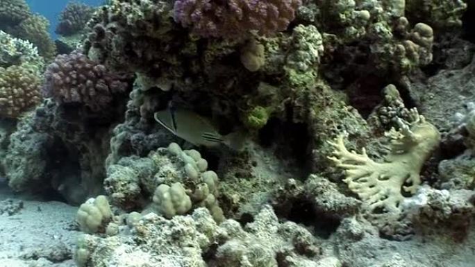 红海水下的阿拉伯毕加索金鱼鱼。