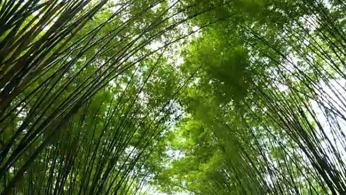 风景清新的自然绿色竹林隧道