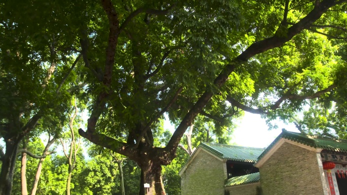 4kl1蕉园村 村中古树