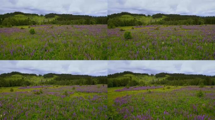 带有野花的紫色田野的航拍视频