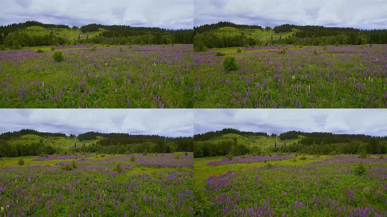 带有野花的紫色田野的航拍视频