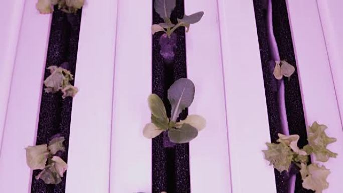 在水中种植植物的水培法。植物生长用紫外线生长灯