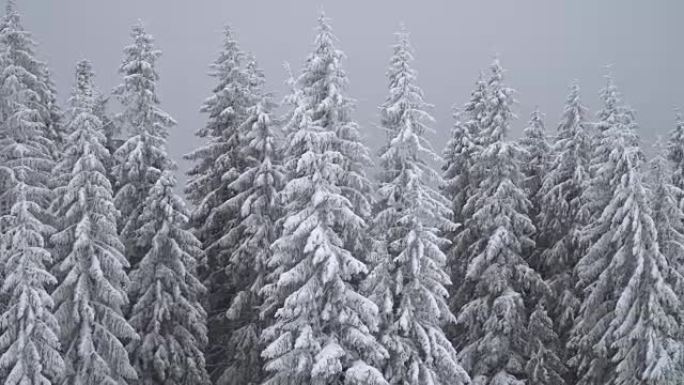 Mountains with trees covered with snow in winter