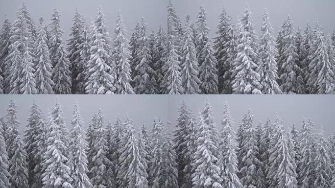 Mountains with trees covered with snow in winter