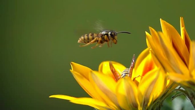 黄蜂蜂观察探索