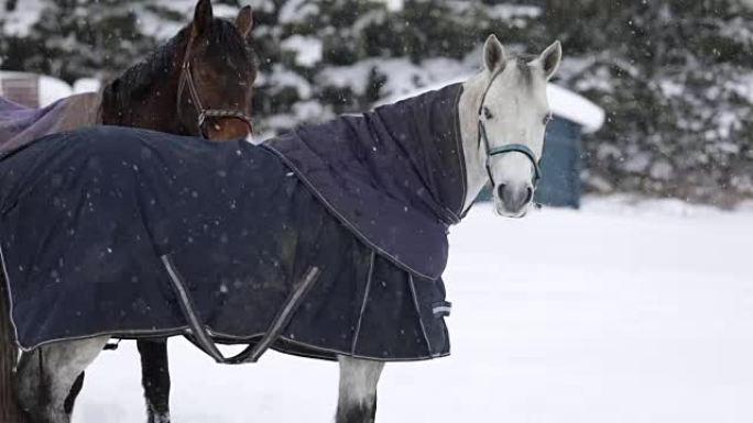 马的慢动作降雪