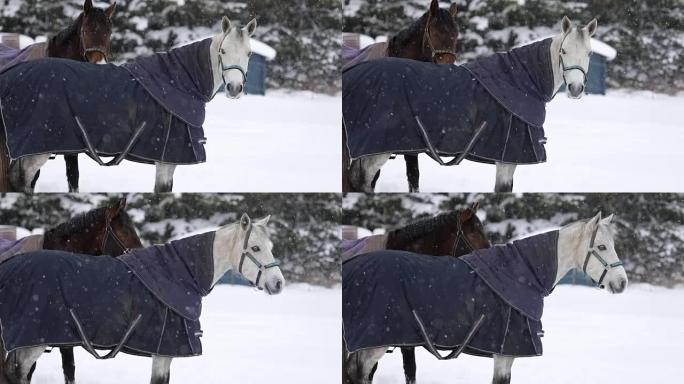 马的慢动作降雪