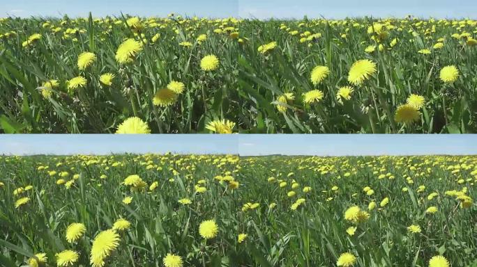 夏季晴天，风在田间摆动黄色蒲公英。摄像机在现场移动