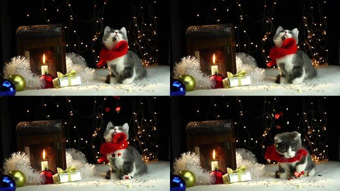 戴红领巾的圣诞小猫