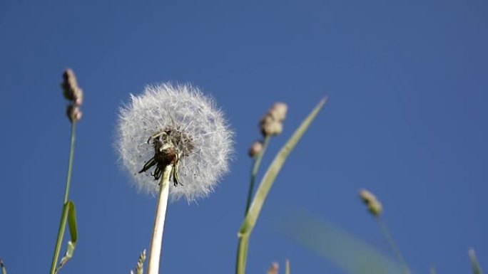 蒲公英和鸡脚草本特写，背景为蓝天。拍摄高清电影。静态摄像机