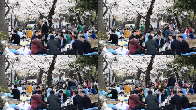 游客在樱花园野餐