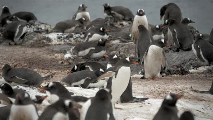 南极Gentoo企鹅群