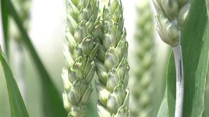 绿色小麦在风的阳光下生长