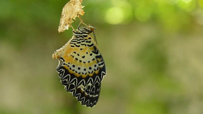 蝴蝶从茧中蜕变，准备在铝衣线上飞行