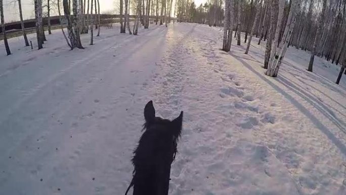 在冬天的树林里骑马。在冬季森林骑马第一人称gopro。日落时，冬天的马在新鲜的雪上。在冬天的雪地里骑
