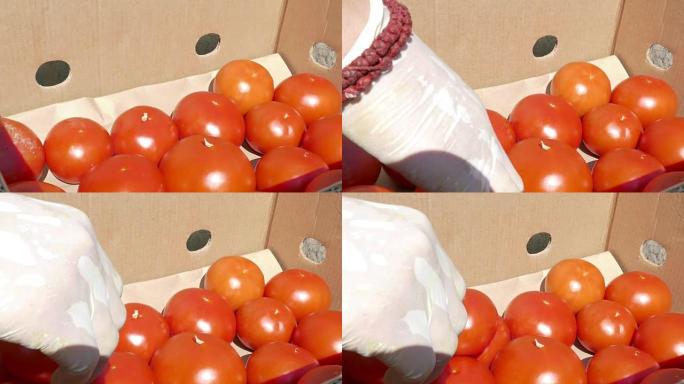 将新鲜的红色西红柿包装在盒子里