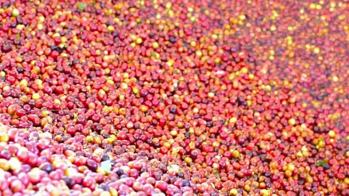 湿法法100% 有机阿拉比卡咖啡豆在清莱，泰国北部。