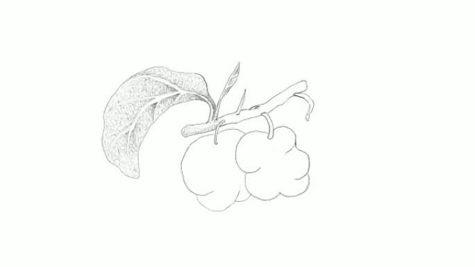 手工绘制的Artocarpus Lacucha水果视频剪辑