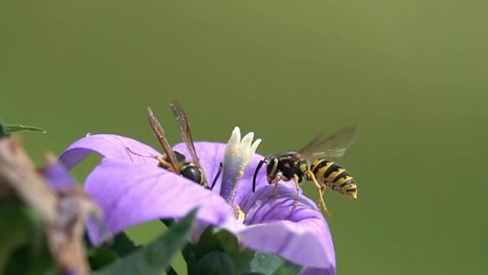黄蜂蜂观察犹豫紫色花
