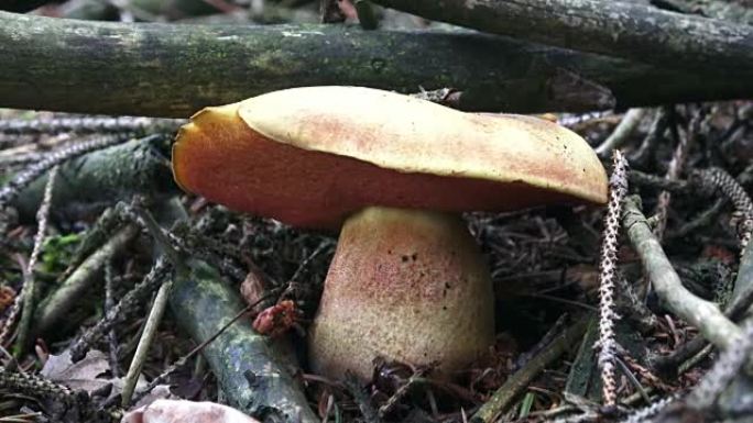 生长在森林中的大棕色蘑菇。在森林里采摘野生蘑菇。