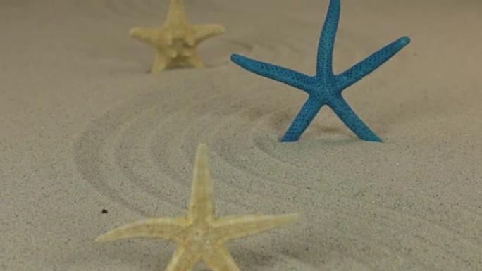 走近站在沙地之字形上的三只海星。多莉开枪