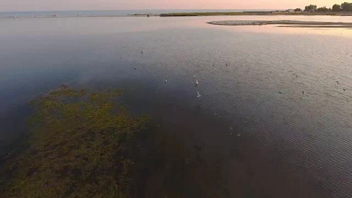 日落时在Dzharylhach岛海岸起飞的海鸥的航拍