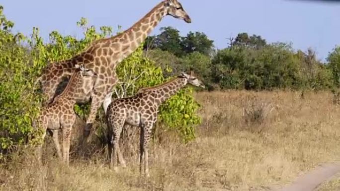 长颈鹿在乔贝野生动物保护区奔跑