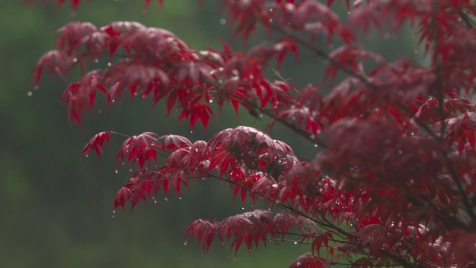 h雨后红色枫叶