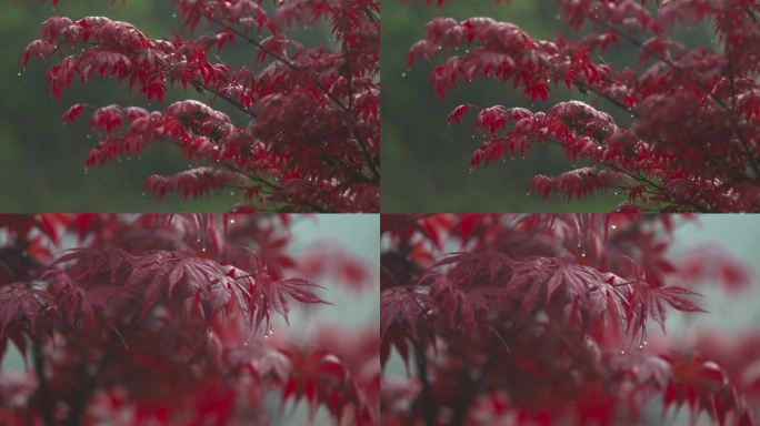 h雨后红色枫叶