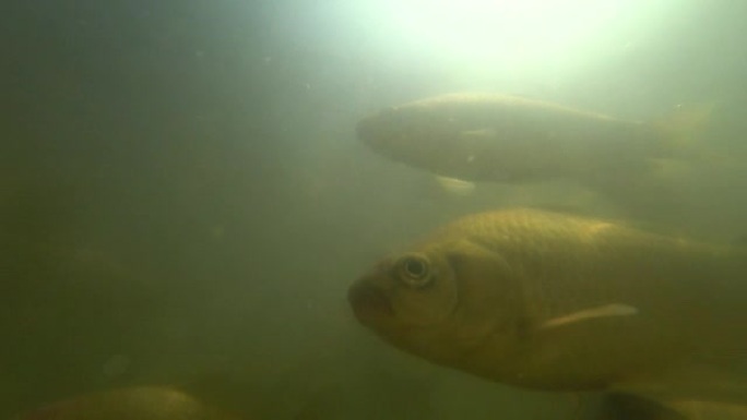 野生鲤鱼在水下游泳