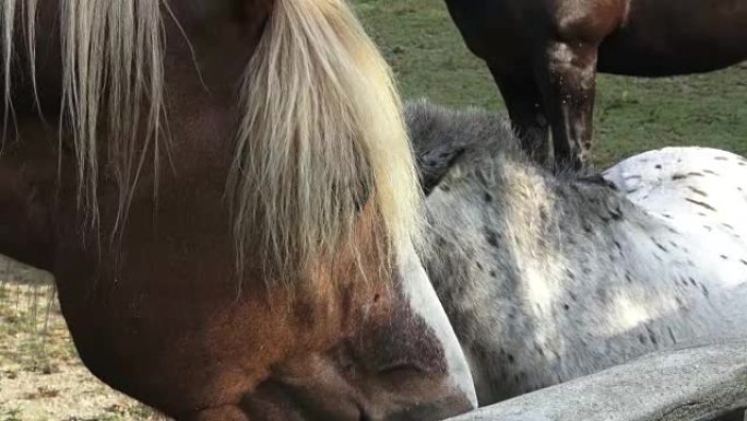 Horse drink water on the farm. Sunny morning