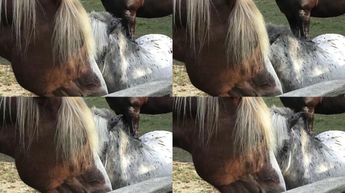 Horse drink water on the farm. Sunny morning