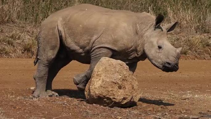 白犀牛，ceratotherium simum，小牛在石头上刮擦，肯尼亚内罗毕公园，实时4K