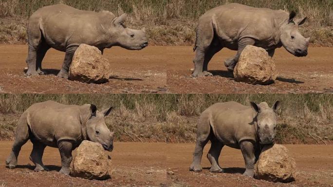 白犀牛，ceratotherium simum，小牛在石头上刮擦，肯尼亚内罗毕公园，实时4K